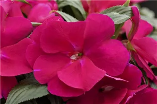 Impatiens neuguinea - Edellieschen Impatiens neuguinea - Edellieschen