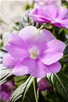 Impatiens neuguinea - Edellieschen Impatiens neuguinea - Edellieschen