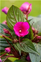 Impatiens neuguinea - Edellieschen Impatiens neuguinea - Edellieschen