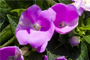 Impatiens neuguinea - Edellieschen Impatiens neuguinea - Edellieschen