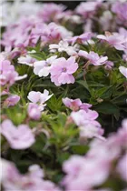 Impatiens neuguinea, rosa - Sonnenlieschen