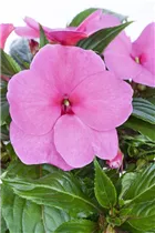 Impatiens neuguinea, rosa - Sonnenlieschen