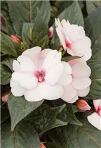 Impatiens neuguinea, rosa - Sonnenlieschen
