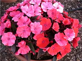 Impatiens neuguinea, rosa - Sonnenlieschen
