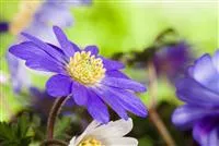 - Anemonen im Topf bringen Farbenfreude auf den Balkon  - Anemonen im Topf bringen Farbenfreude auf den Balkon
