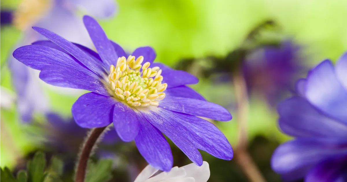  - Anemonen im Topf bringen Farbenfreude auf den Balkon