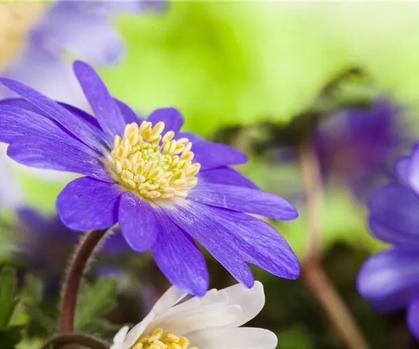 - Anemonen im Topf bringen Farbenfreude auf den Balkon  - Anemonen im Topf bringen Farbenfreude auf den Balkon