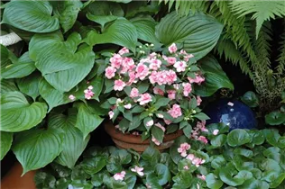 Impatiens neuguinea, rosa - Sonnenlieschen