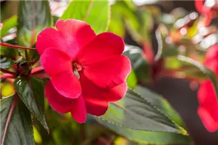 Impatiens neuguinea, rot - Sonnenlieschen