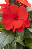 Impatiens neuguinea, rot - Sonnenlieschen