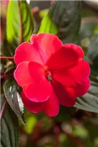 Impatiens neuguinea, rot - Sonnenlieschen