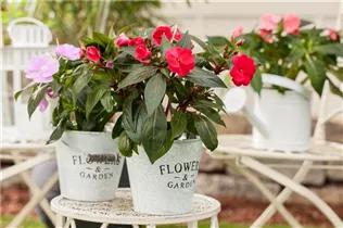 Impatiens neuguinea, rot - Sonnenlieschen