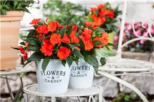 Impatiens neuguinea, rot - Sonnenlieschen