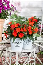 Impatiens neuguinea, rot - Sonnenlieschen