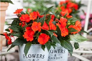 Impatiens neuguinea, rot - Sonnenlieschen