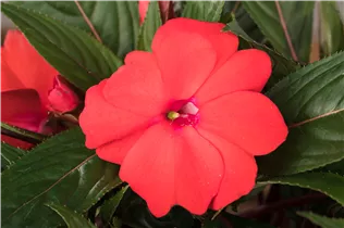 Impatiens neuguinea, rot - Sonnenlieschen