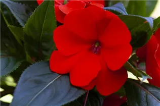 Impatiens neuguinea, rot - Sonnenlieschen
