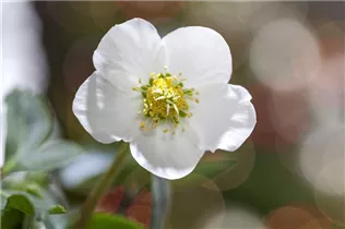 Helleborus niger - Christrose