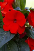 Impatiens neuguinea, rot - Sonnenlieschen