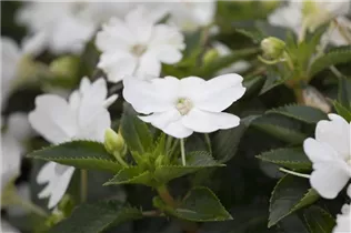 Impatiens neuguinea, weiß - Sonnenlieschen