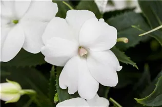 Impatiens neuguinea, weiß - Sonnenlieschen