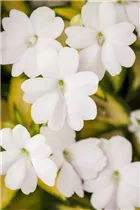 Impatiens 'SunPatiens'™ - Sonnenlieschen 'SunPatiens'™ Impatiens 'SunPatiens'™ - Sonnenlieschen 'SunPatiens'™