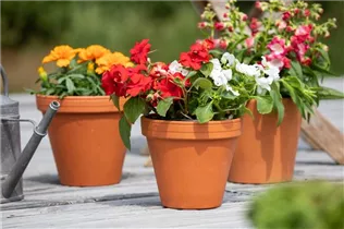 Impatiens walleriana - Fleißiges Lieschen Impatiens walleriana - Fleißiges Lieschen