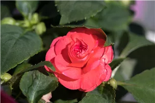 Impatiens walleriana, gefüllt - Impatiens walleriana, gefüllt Impatiens walleriana, gefüllt - Impatiens walleriana, gefüllt