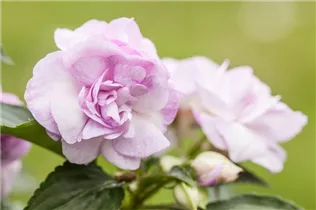 Impatiens walleriana, gefüllt - Impatiens walleriana, gefüllt Impatiens walleriana, gefüllt - Impatiens walleriana, gefüllt