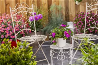 Impatiens walleriana, gefüllt - Impatiens walleriana, gefüllt Impatiens walleriana, gefüllt - Impatiens walleriana, gefüllt