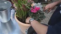 - Blumenkübel - Bepflanzung für den Herbst  - Blumenkübel - Bepflanzung für den Herbst