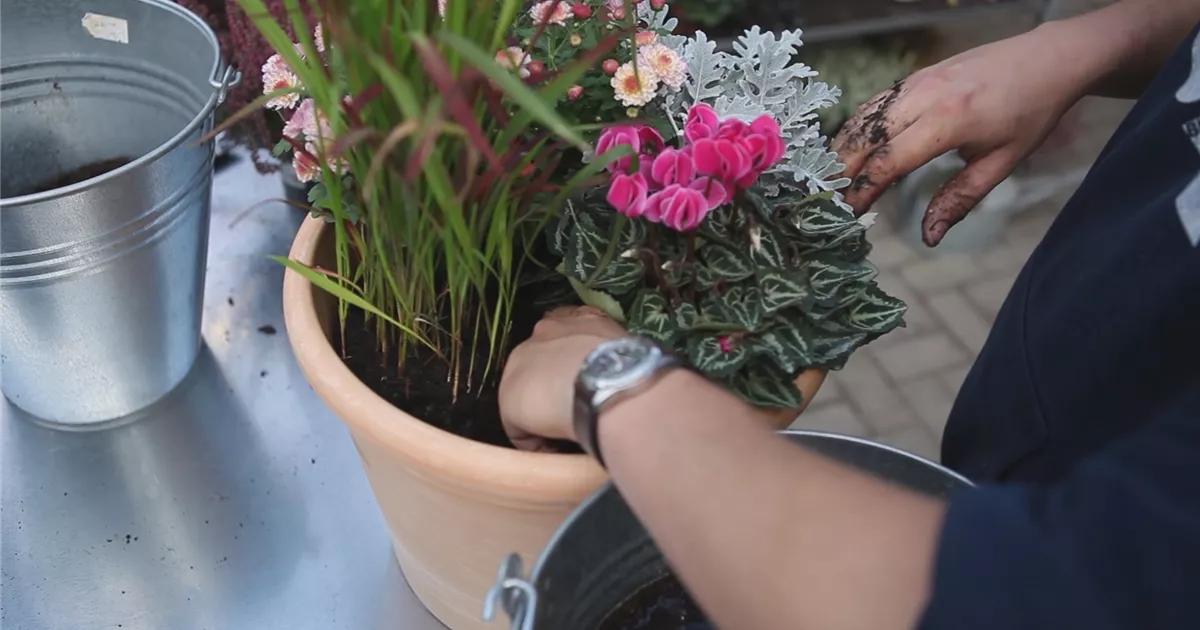  - Blumenkübel - Bepflanzung für den Herbst