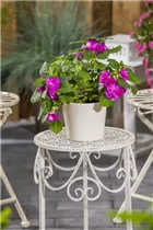 Impatiens walleriana, gefüllt - Impatiens walleriana, gefüllt Impatiens walleriana, gefüllt - Impatiens walleriana, gefüllt