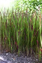 Imperata cylindrica 'Red Baron' - Garten-Blutgras 'Red Baron' Imperata cylindrica 'Red Baron' - Garten-Blutgras 'Red Baron'