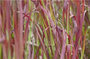 Imperata cylindrica 'Red Baron' - Garten-Blutgras 'Red Baron' Imperata cylindrica 'Red Baron' - Garten-Blutgras 'Red Baron'
