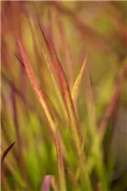 Imperata cylindrica 'Red Baron' - Garten-Blutgras 'Red Baron' Imperata cylindrica 'Red Baron' - Garten-Blutgras 'Red Baron'
