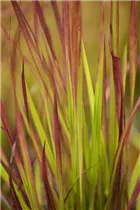 Imperata cylindrica 'Red Baron' - Garten-Blutgras 'Red Baron' Imperata cylindrica 'Red Baron' - Garten-Blutgras 'Red Baron'