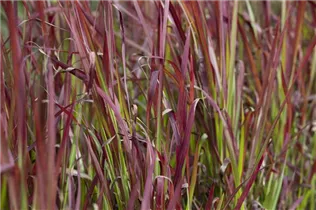 Imperata cylindrica 'Red Baron' - Garten-Blutgras 'Red Baron' Imperata cylindrica 'Red Baron' - Garten-Blutgras 'Red Baron'