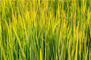 Imperata cylindrica - Japanisches Blutgras