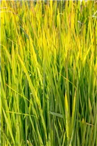 Imperata cylindrica - Japanisches Blutgras