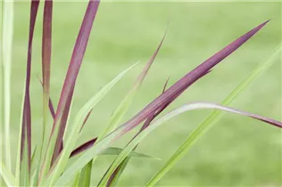 Imperata cylindrica 'Red Baron' - Garten-Blutgras 'Red Baron' Imperata cylindrica 'Red Baron' - Garten-Blutgras 'Red Baron'