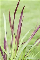 Imperata cylindrica 'Red Baron' - Garten-Blutgras 'Red Baron' Imperata cylindrica 'Red Baron' - Garten-Blutgras 'Red Baron'