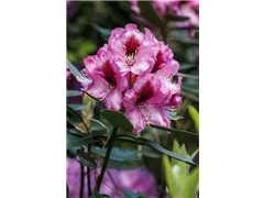 INKARHO® Rhododendron - Kalktoleranter Rhododendron INKARHO® Rhododendron - Kalktoleranter Rhododendron