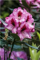 INKARHO® Rhododendron - Kalktoleranter Rhododendron INKARHO® Rhododendron - Kalktoleranter Rhododendron