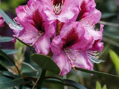 INKARHO® Rhododendron - Kalktoleranter Rhododendron INKARHO® Rhododendron - Kalktoleranter Rhododendron