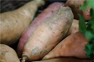 Ipomoea batatas - Süßkartoffel Ipomoea batatas - Süßkartoffel