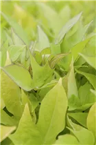 Ipomoea batatas - Süßkartoffel Ipomoea batatas - Süßkartoffel