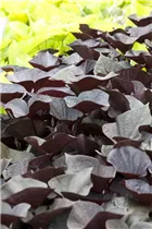 Ipomoea batatas - Süßkartoffel Ipomoea batatas - Süßkartoffel