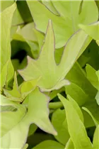 Ipomoea batatas - Süßkartoffel Ipomoea batatas - Süßkartoffel