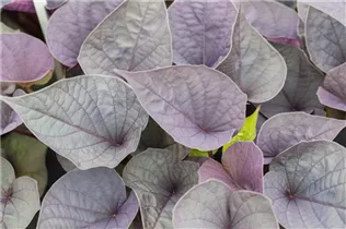 Ipomoea batatas - Süßkartoffel Ipomoea batatas - Süßkartoffel